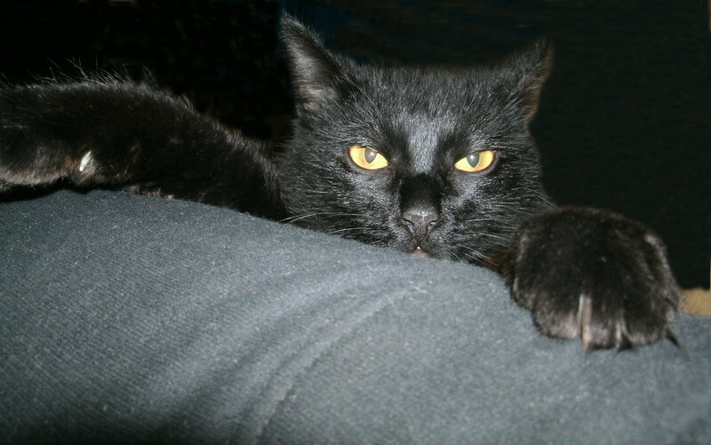 Black Cat on Lap — Calm