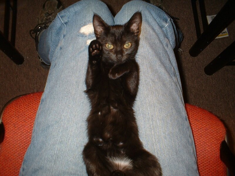 black cat on lap