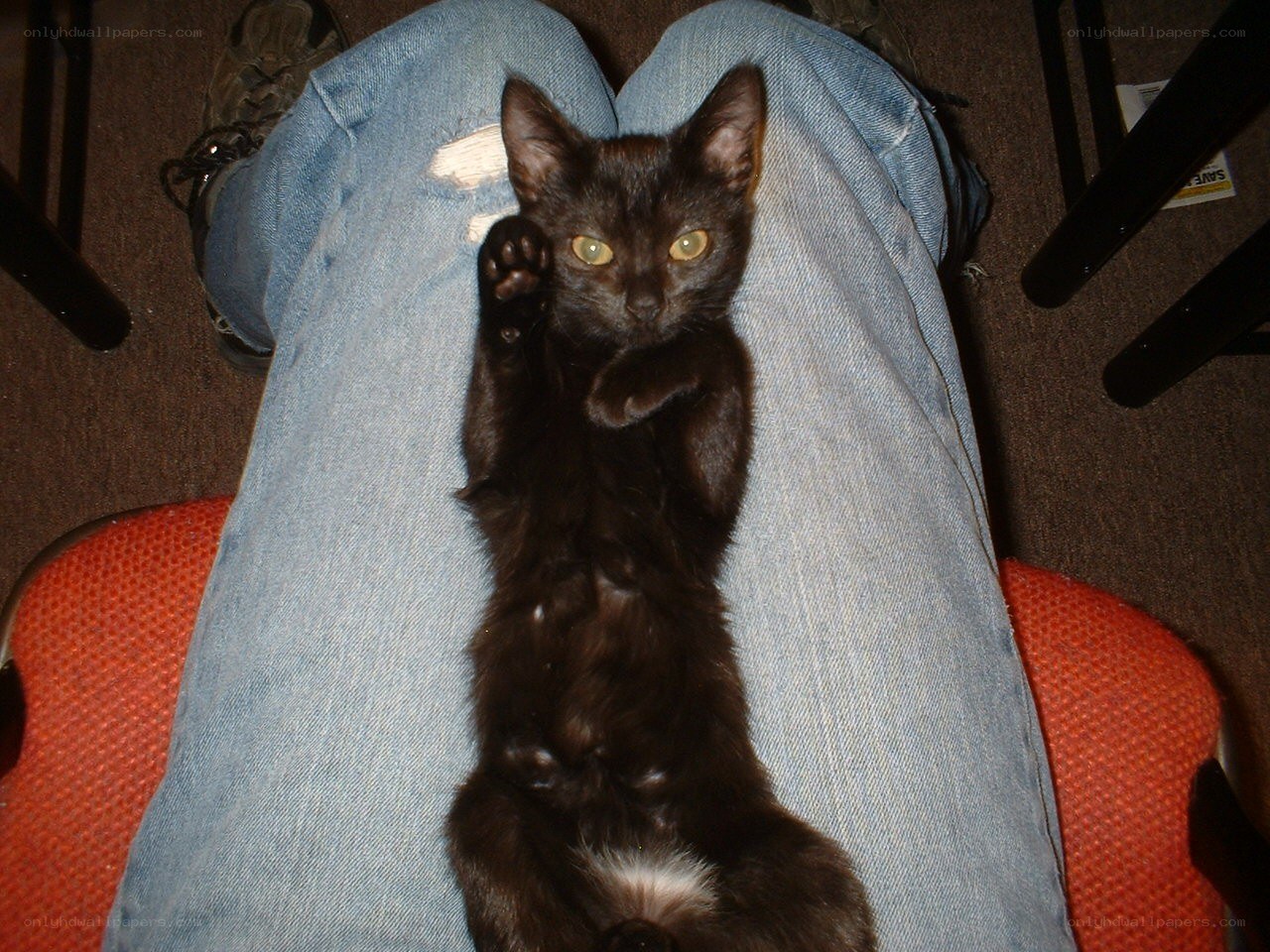 black cat on lap