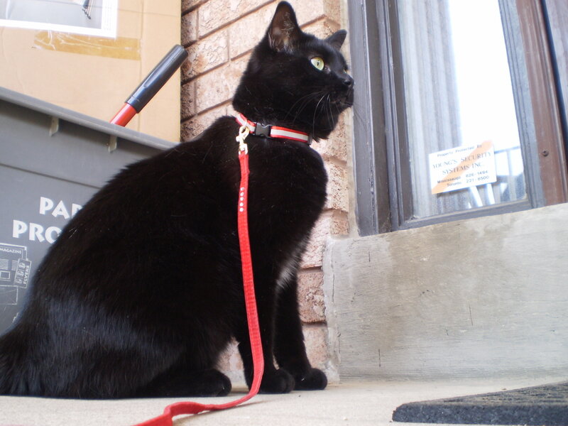 black cat on leash outside