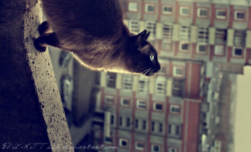 Black Cat on Ledge