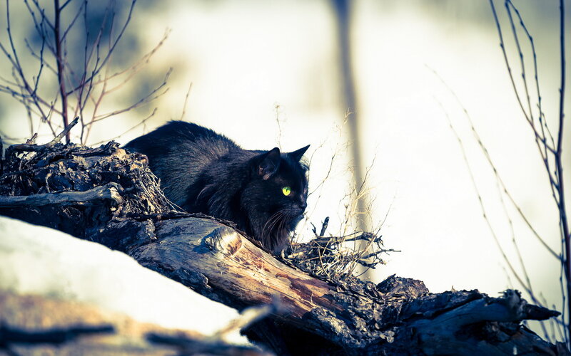 Black Cat on Log