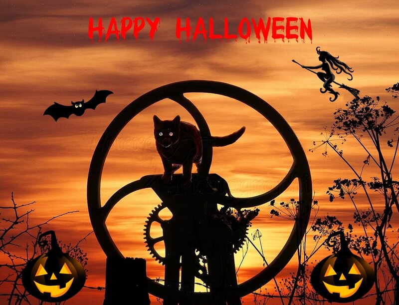 Black Cat on Machinery