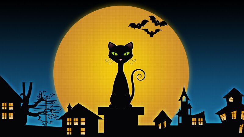 black cat on moonlit night