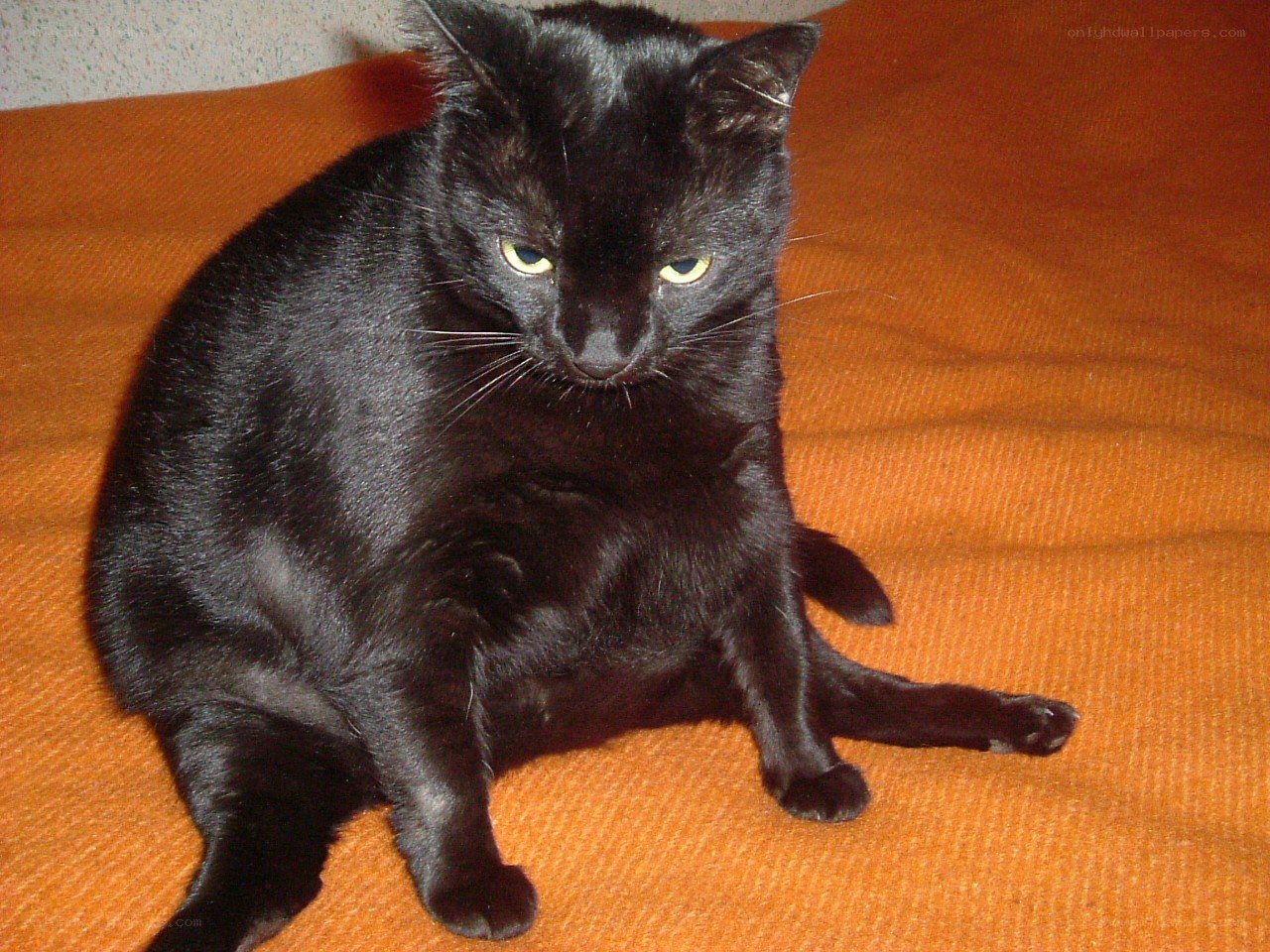black cat on orange blanket