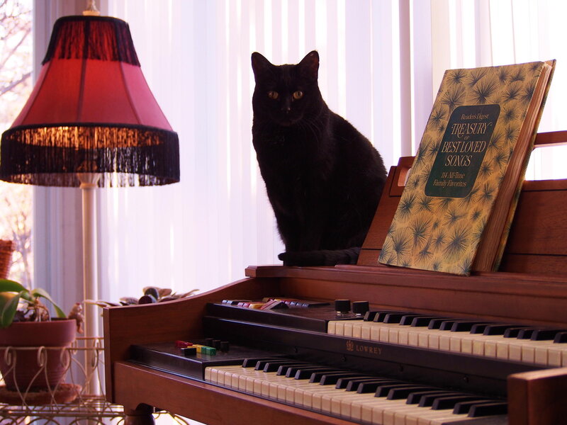 Black Cat on Organ