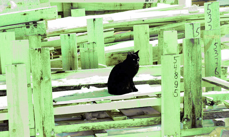 Black Cat on Pallet