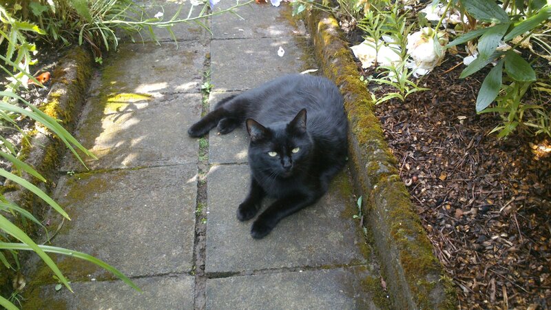 Black Cat on Path — Calm