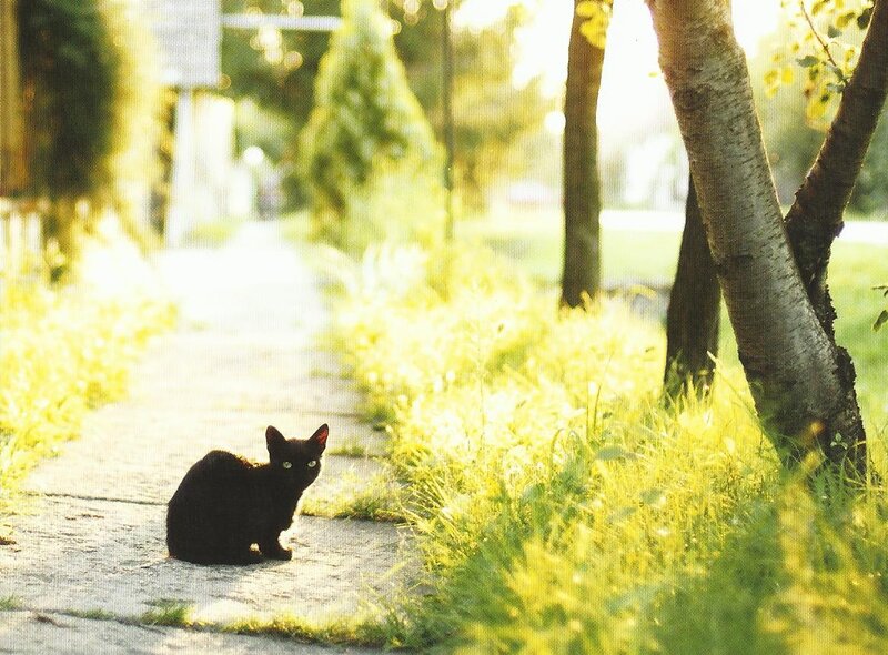 Black Cat on Path — Green