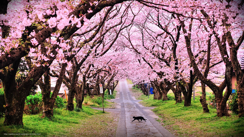 Black Cat on Path — Pink, Serene