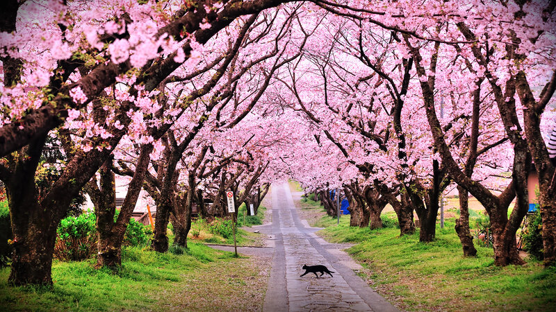 Black Cat on Path — Pink