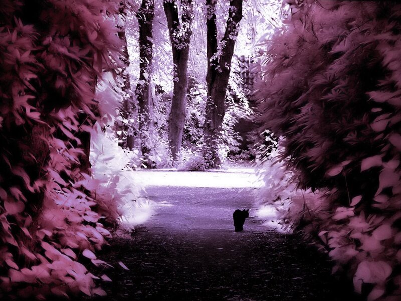 Black Cat on Path