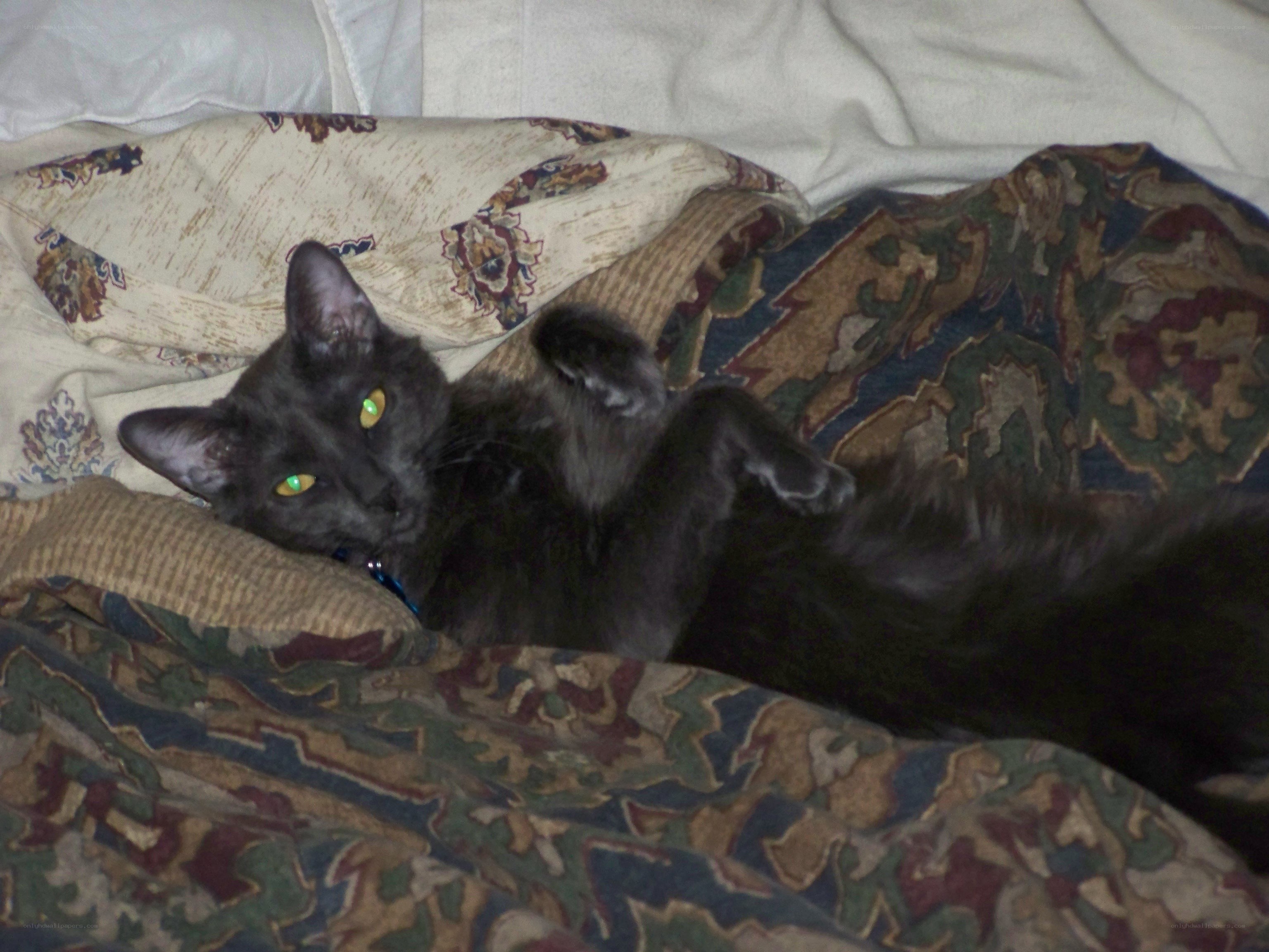black cat on patterned blanket