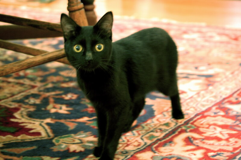 black cat on patterned rug