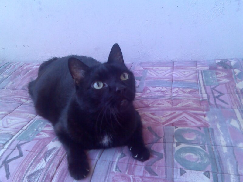 Black Cat on Patterned Surface