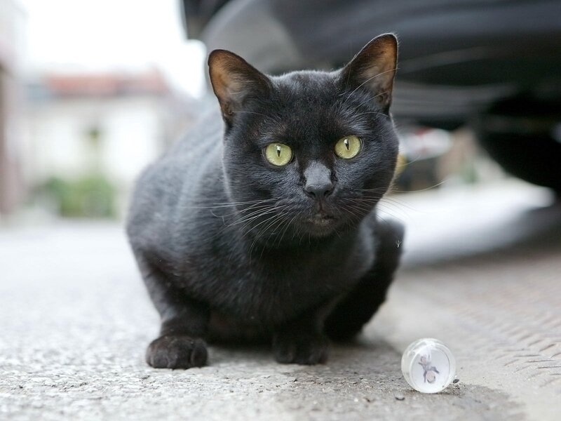 Black Cat on Pavement — Alert, Afternoon