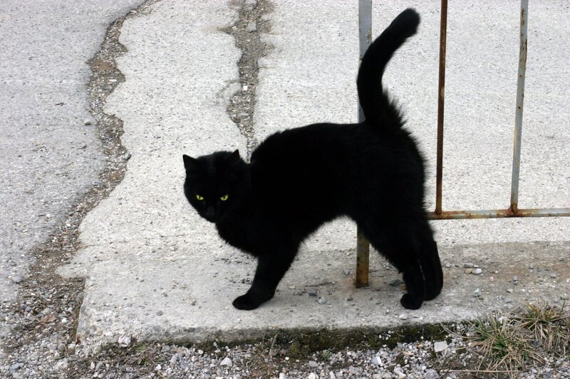 Black Cat on Pavement — Alert, Photograph