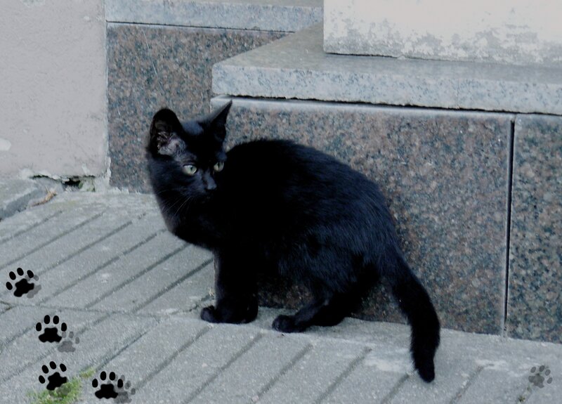 Black Cat on Pavement — Alert