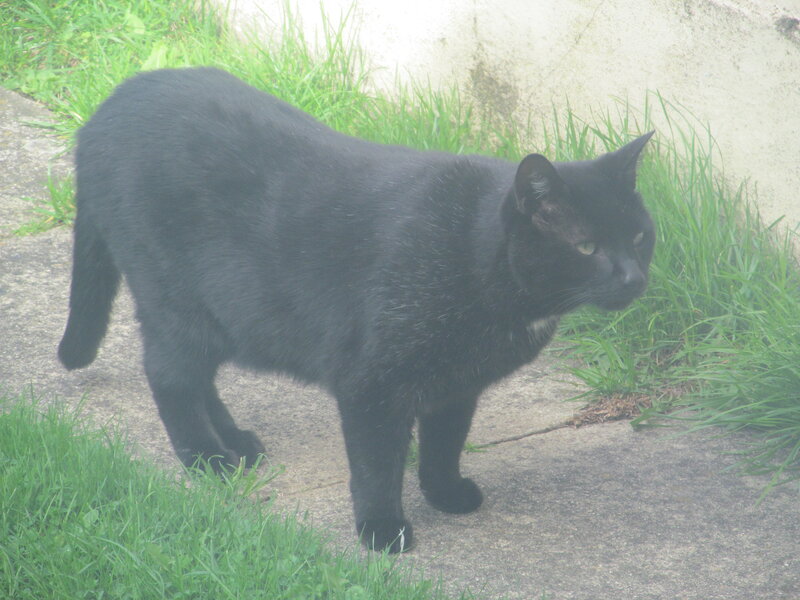 Black Cat on Pavement — Calm, Photograph