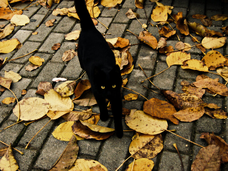 Black Cat on Pavement — Calm