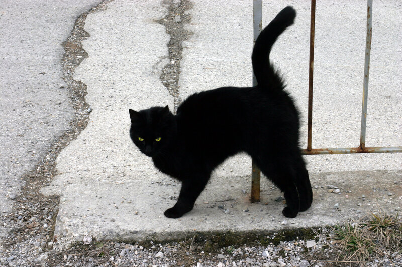 black cat on pavement