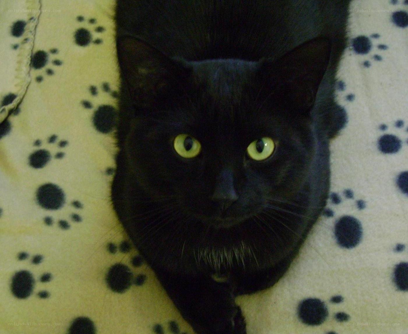 black cat on paw blanket
