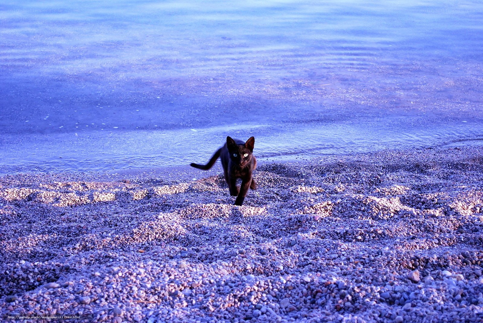 black cat on pebble beach