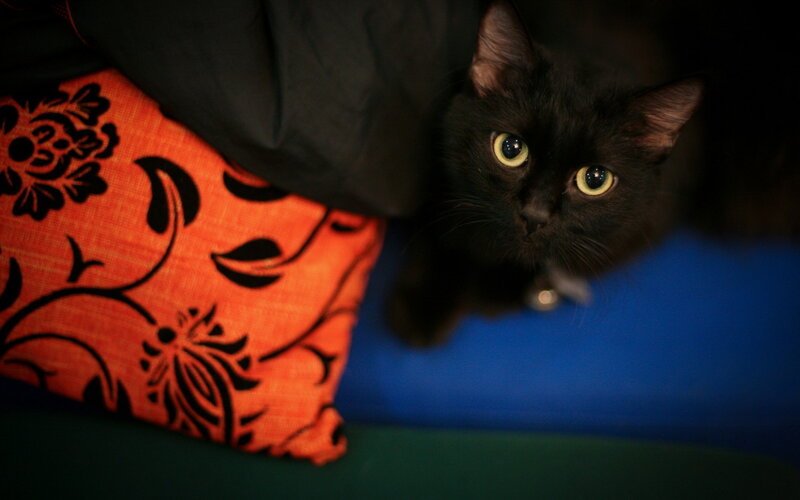 Black Cat on Pillow