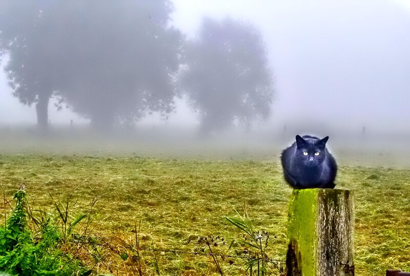 Black Cat on Post — Green
