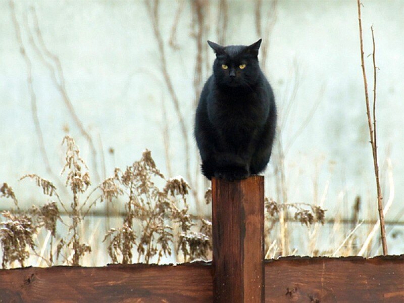 Black Cat on Post