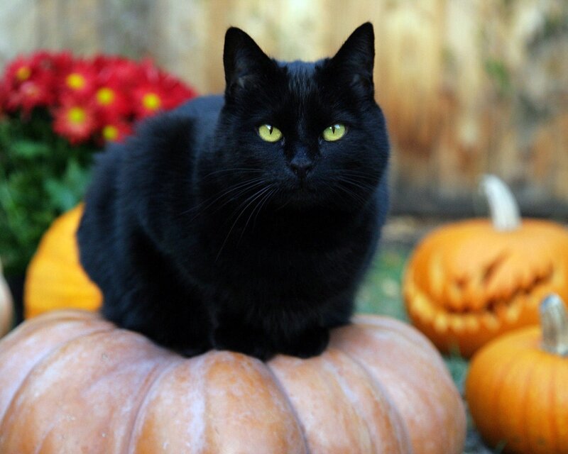 Black Cat on Pumpkin — Calm, Autumn