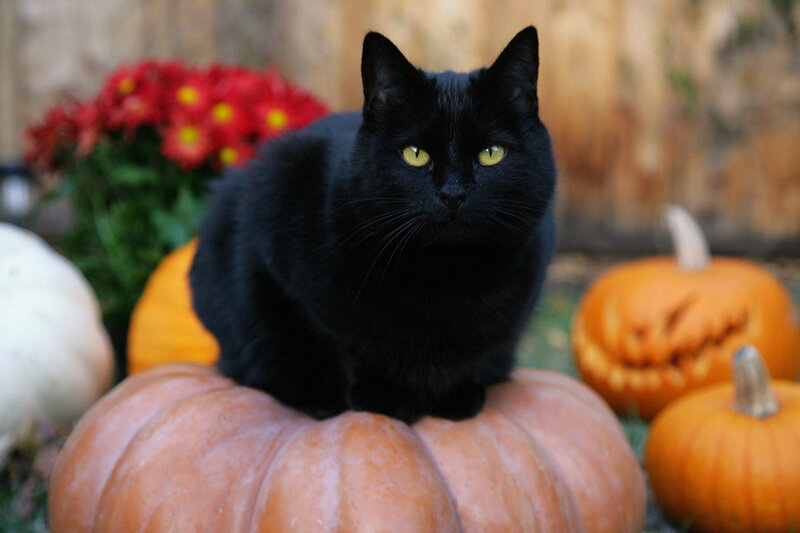 Black Cat on Pumpkin — Calm