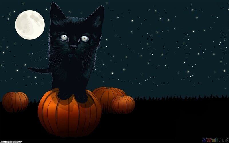 Black Cat on Pumpkin — Creepy
