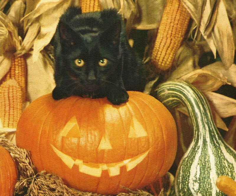 Black Cat on Pumpkin — Orange, Festive