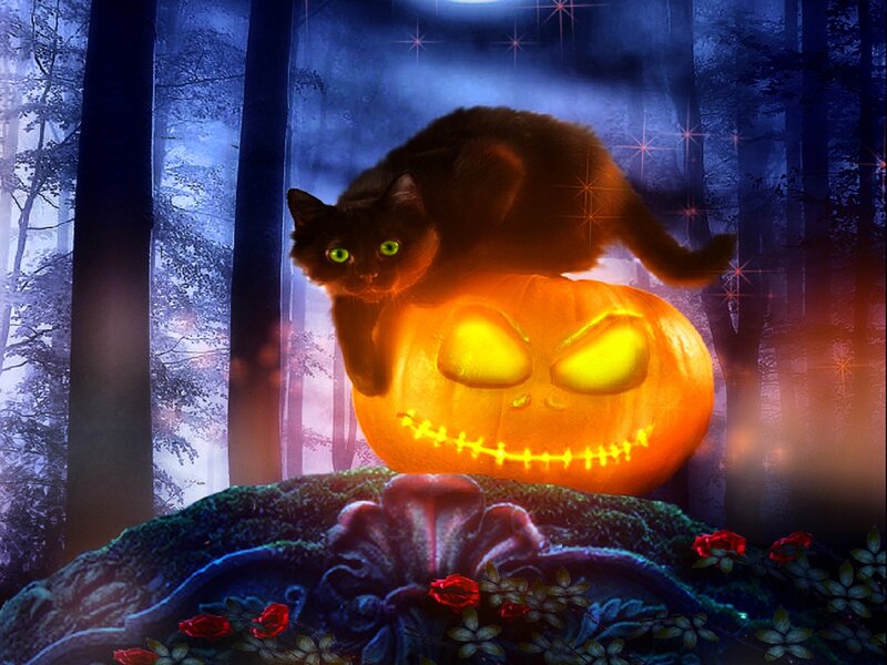 Black Cat on Pumpkin — Orange, Mysterious