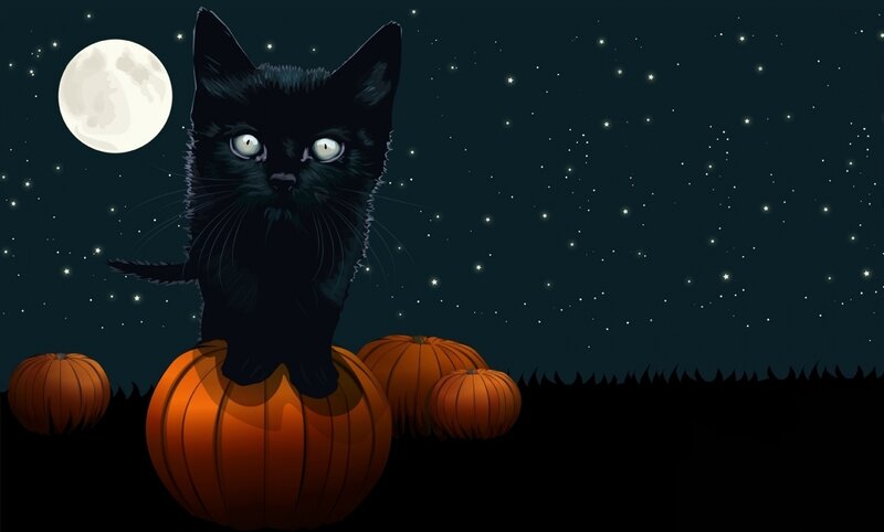 Black Cat on Pumpkin — Spooky