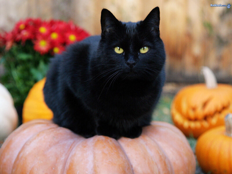 Black cat on pumpkins