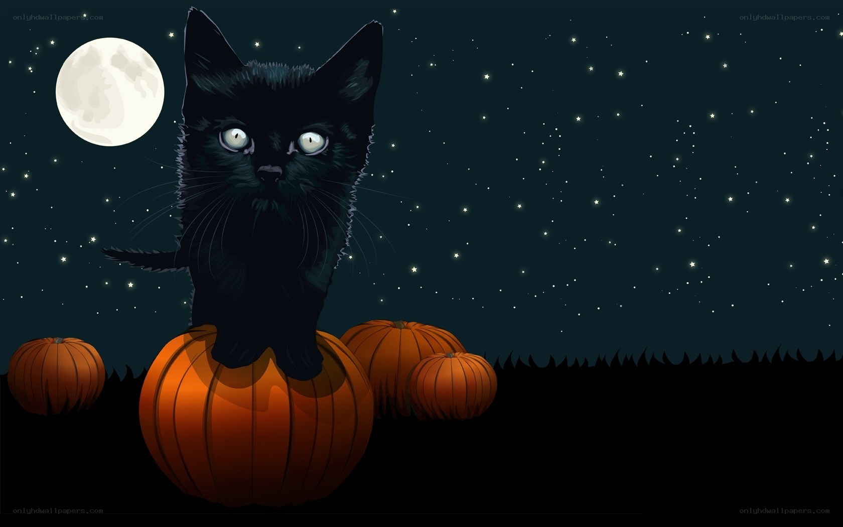 Black cat on pumpkins at night