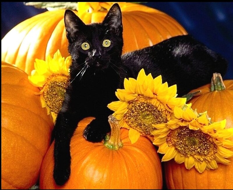 Black Cat on Pumpkins — Orange, Autumnal