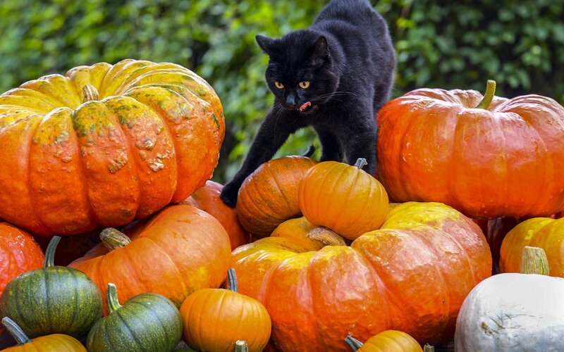 Black Cat on Pumpkins — Orange, Calm, Autumn, Photograph