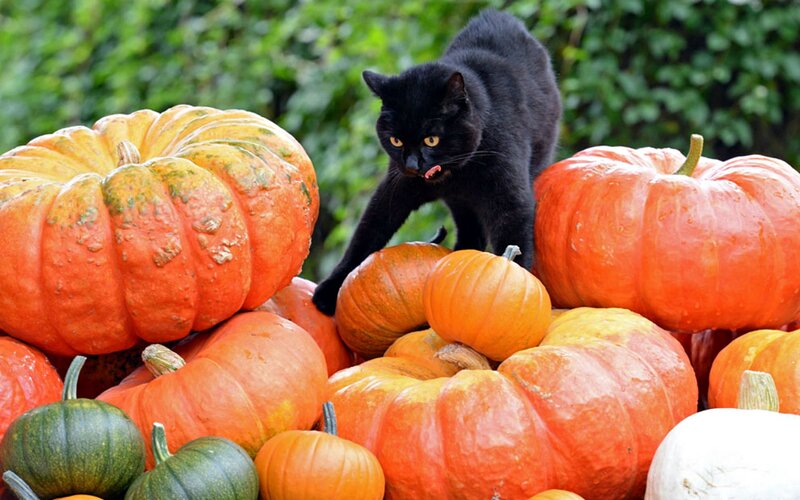 Black Cat on Pumpkins — Orange, Calm, Autumn