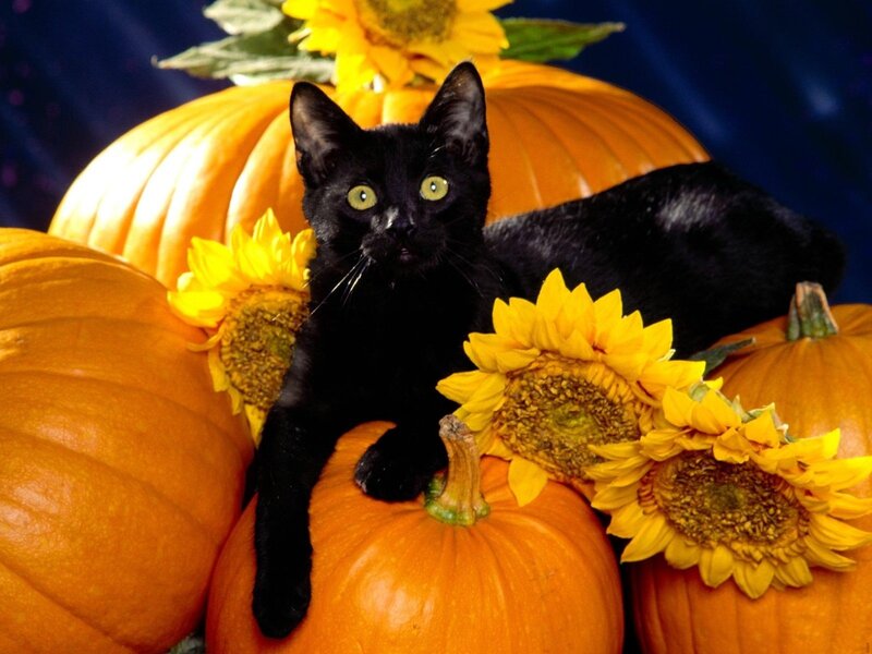 Black Cat on Pumpkins — Orange, Calm
