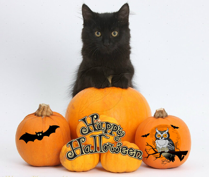 Black Cat on Pumpkins — Orange, Festive, Autumn