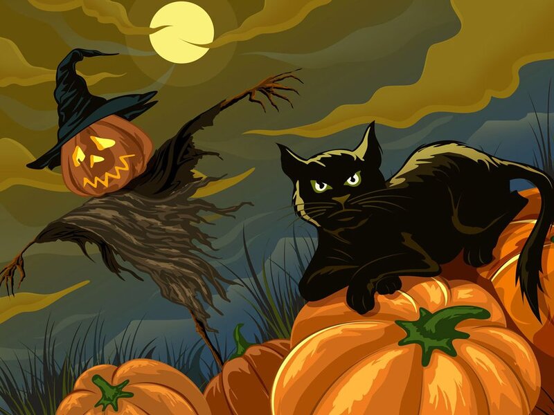 Black Cat on Pumpkins — Orange
