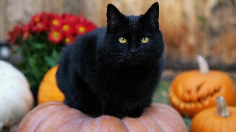 black cat on pumpkins