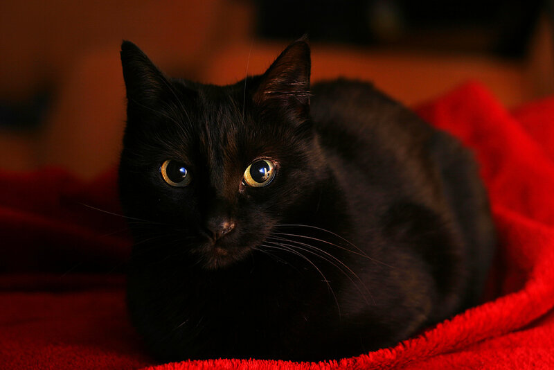 Black Cat on Red Blanket — Calm