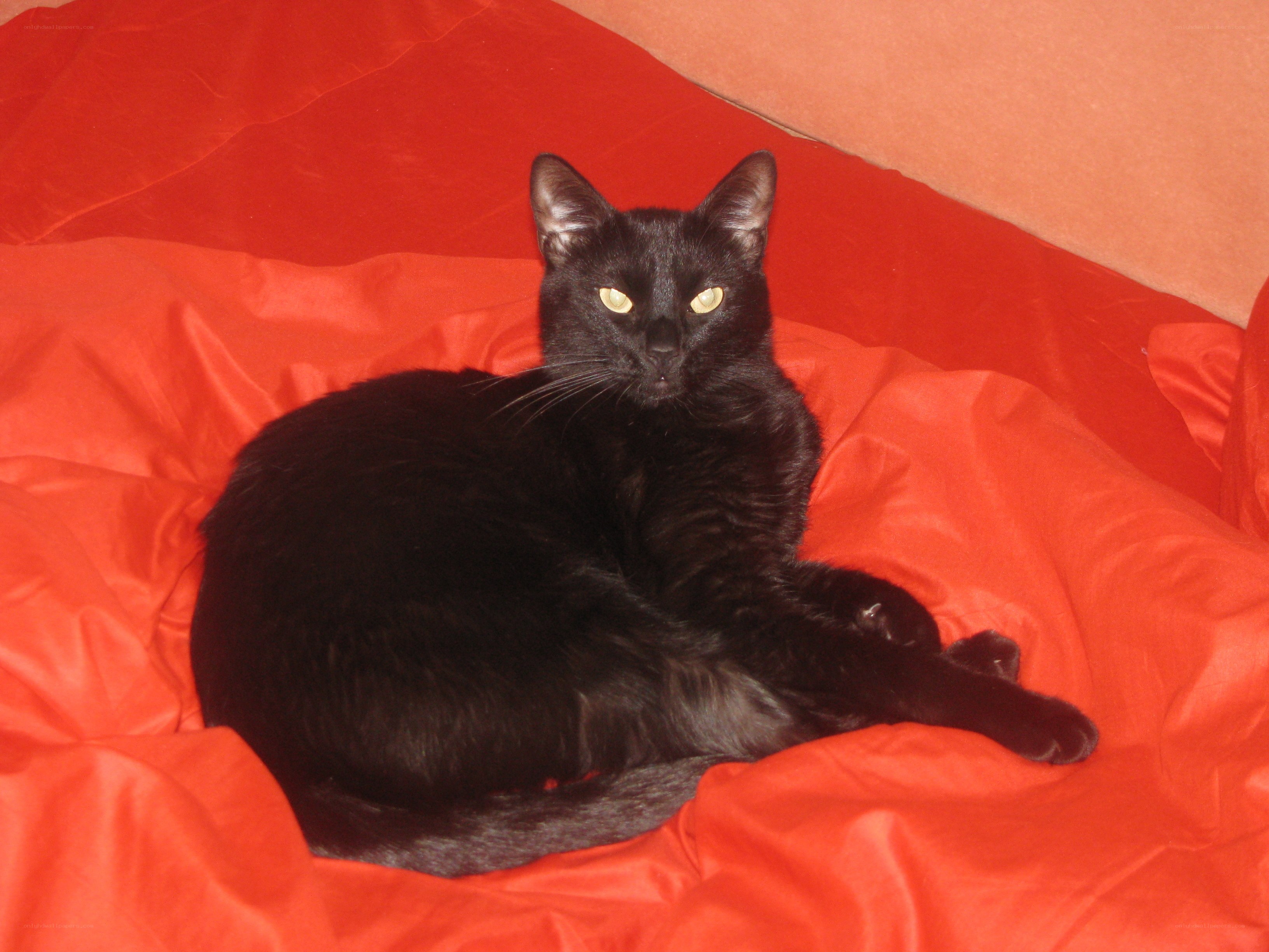 black cat on red blanket