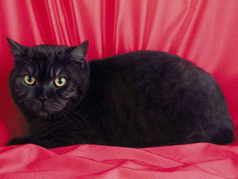 Black Cat on Red Fabric