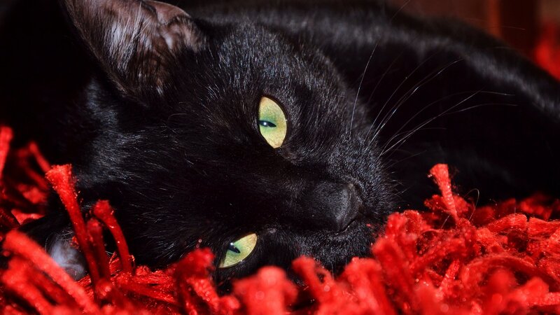 Black Cat on Red Rug