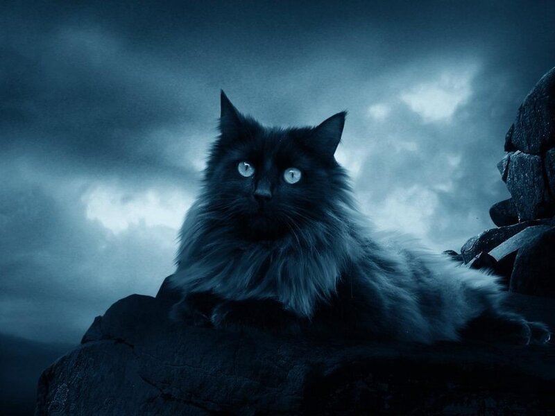 Black Cat on Rock — Blue, Dramatic, Night, Photograph